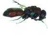 Chrysis chrysostigma